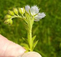 Phacelia purshii image